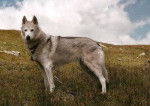 Golfy - Husky Sibérien