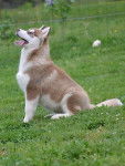 Faydjin, femelle Husky Sibérien a grandi - Husky Sibérien