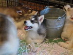 Jeune chiot Husky - Husky Sibérien