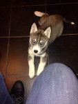 Lena chiot de 2 mois - Husky Sibérien (2 mois)