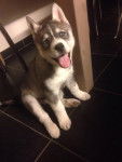 Lena chiot de 2 mois - Husky Sibérien (2 mois)