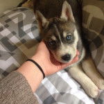 Lena chiot de 2 mois - Husky Sibérien (2 mois)