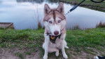 Ghost - Husky Sibérien (10 mois)