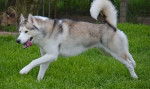 Haslan - Husky Sibérien Mâle (4 ans)