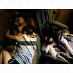 Molsem - Husky Sibérien Mâle (4 ans)