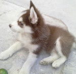 Lucky, D.E.P. - Husky Sibérien Mâle (5 mois)