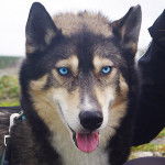 Fenris - Husky Sibérien Mâle (1 an)