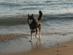 lox - Husky Sibérien Mâle (7 ans)