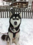 yuna - Husky Sibérien (1 an)