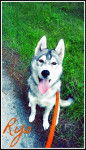 Ryo - Husky Sibérien Mâle (7 mois)