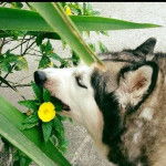 Teatrera Ojos Azules - Husky Sibérien (8 mois)