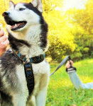 Simba - Husky Sibérien Mâle (3 ans)