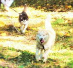 Simba - Husky Sibérien Mâle (3 ans)