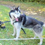 Simba - Husky Sibérien Mâle (3 ans)