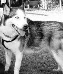 Nuria - Husky Sibérien (6 ans)