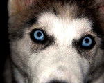 Teatrera Ojos Azules - Husky Sibérien (9 mois)