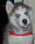 Teatrera Ojos Azules - Husky Sibérien (1 mois)