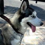 Teatrera Ojos Azules - Husky Sibérien (10 mois)