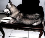 Teatrera Ojos Azules - Husky Sibérien (10 mois)