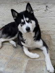 Bishop - Husky Sibérien Mâle (5 ans)