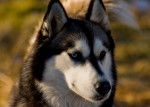 Photo Husky Sibérien