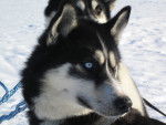 Photo Husky Sibérien