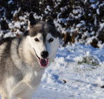Photo Husky Sibérien
