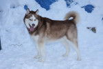 Photo Husky Sibérien