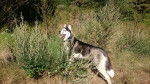 Lucky - Husky Sibérien Mâle