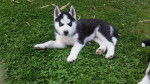 lary - Husky Sibérien (9 mois)