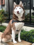 Blaze - Husky Sibérien Mâle (7 ans et 11 mois)
