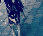 Aslan - Husky Sibérien Mâle (3 mois)