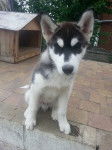 BUDDHA - Husky Sibérien Mâle (3 mois)