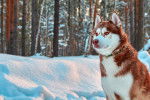 Photo Husky Sibérien