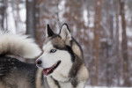 Photo Husky Sibérien