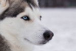 Photo Husky Sibérien