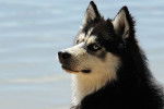 Photo Husky Sibérien
