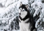Un Husky Sibérien bleu dehors sous un sapin couvert de neige