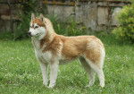Un Husky Sibérien debout dans un jardin