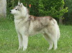Un Husky Sibérien debout dans un jardin