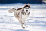 Un Husky court dans la neige
