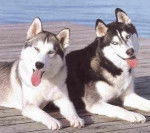mes grands huscky - Husky Sibérien (1 an)