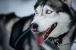 Photo Husky Sibérien