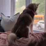 Un Husky Sibérien assis sur un lit et regardant par la fenêtre