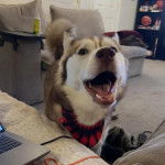 Un Husky Sibérien sur une moquette et ayant la gueule ouverte