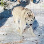 Un Husky Sibérien sur une surface enneigée et portant un collier autour du cou