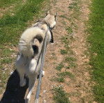 Un Husky Sibérien marchant sur un sentier et tenu en laisse