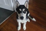 Un Husky Sibérien assis sur un plancher en bois
