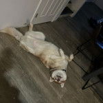 Un Husky Sibérien allongé de dos sur un parquet