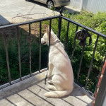 Un Husky Sibérien assis admirant le paysage et portant un collier autour du cou